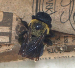 carpenter bee