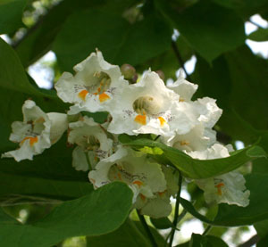 Catalpa flower