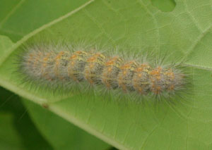 caterpillar