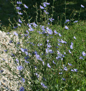 Chicory