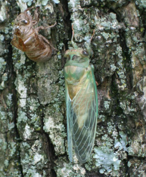 cicada
