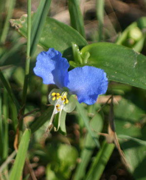 dayflower