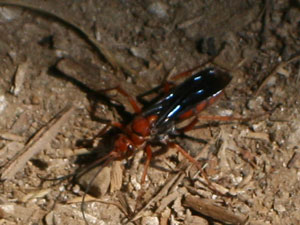golden digger wasp