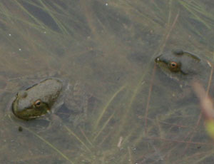 baby bullfrogs