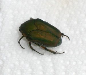 fruit beetle