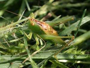 green grasshopper