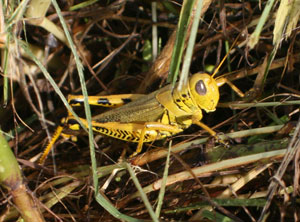 yellow grasshopper