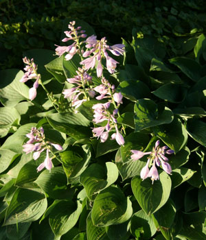 hosta