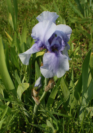lavender iris