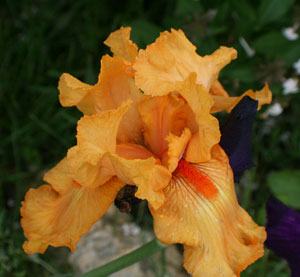 Orange Iris