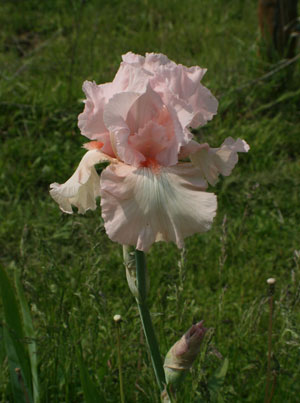 peach Iris