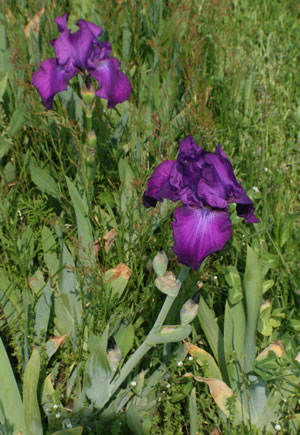purple iris