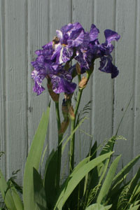 purple and white iris