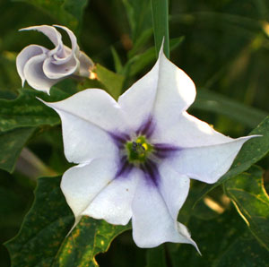 jimson weed flower