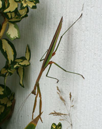 Praying Mantis