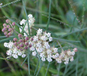 White Milkweed
