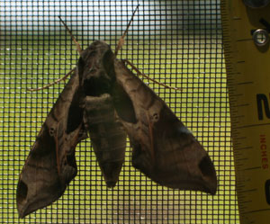sphinx moth