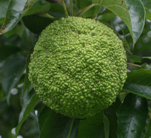 osage orange