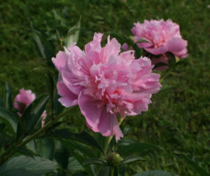 pink peony