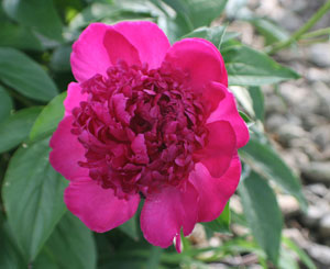 red peony