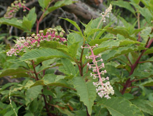 Pokeweed