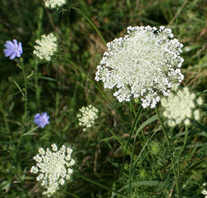 queen anne's lace