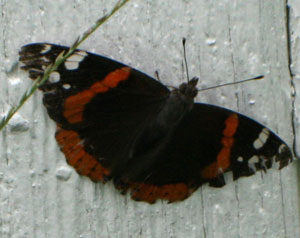 red admiral