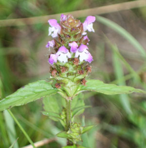 self-heal
