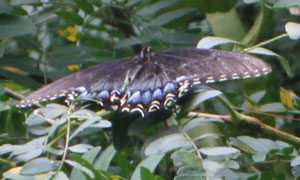 spicebush swallowtail