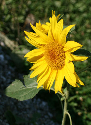 sunflower