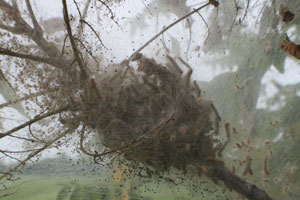 tent caterpillars