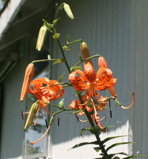 tiger lily