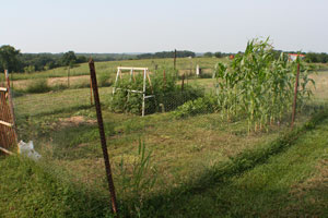 vegetable garden now