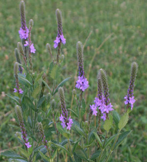 verbena
